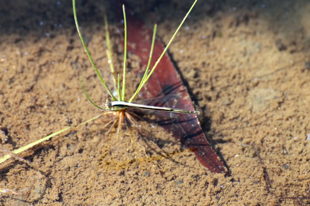 Non so se � frequente ... Ischnura pumilio femmina ...